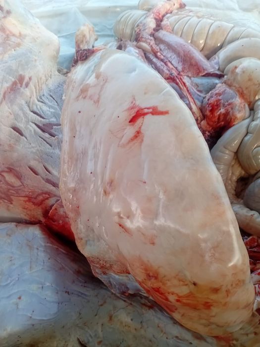 Семіз тайлар  Байтал шығар