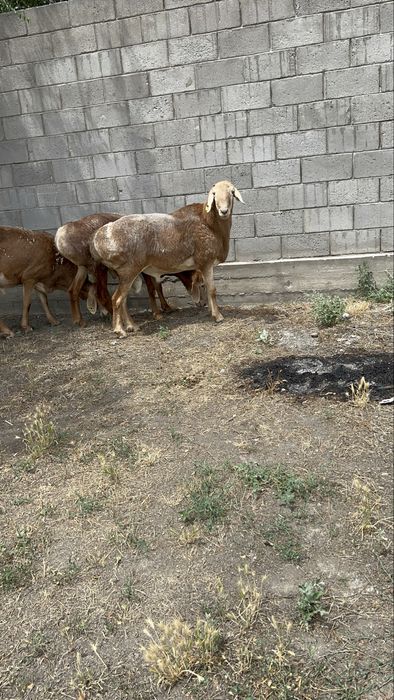 Продаются бараны Арашан