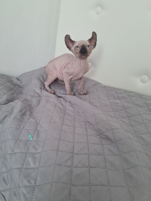 Pisică  Sphinx mascul elf