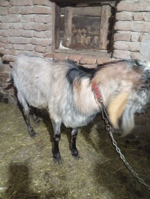 Țap anglo nubian de vînzare