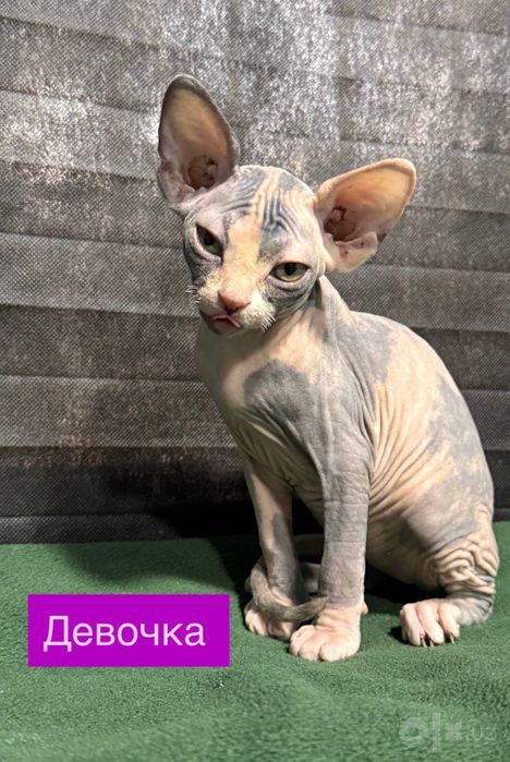 Сфинксы котята...