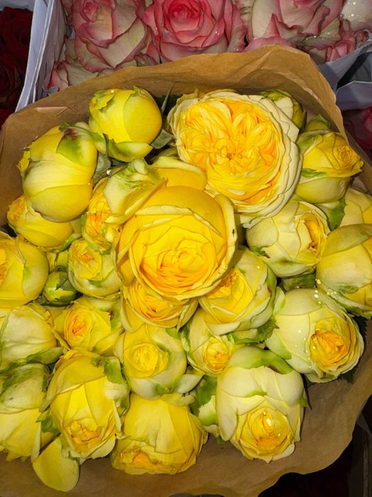 Пионы в наличии.