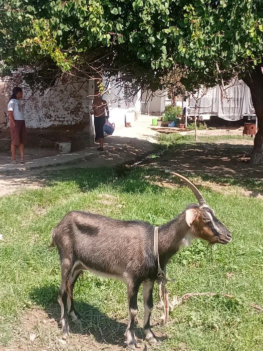 Ешкілер сатылады