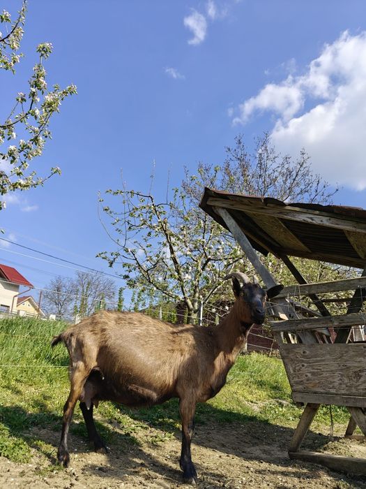 Vand capre alpina franceza