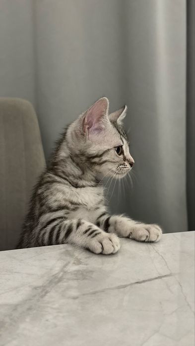 Продам котенка Бенгал мальчик