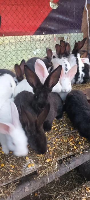 Iepuri cu vârsta de 2 luni și 4 luni