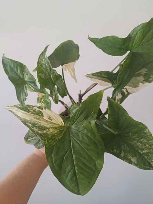 Сингониум Империал Вайт, 3 куста