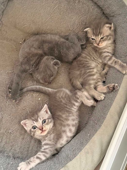 Отдам котят в добрые руки