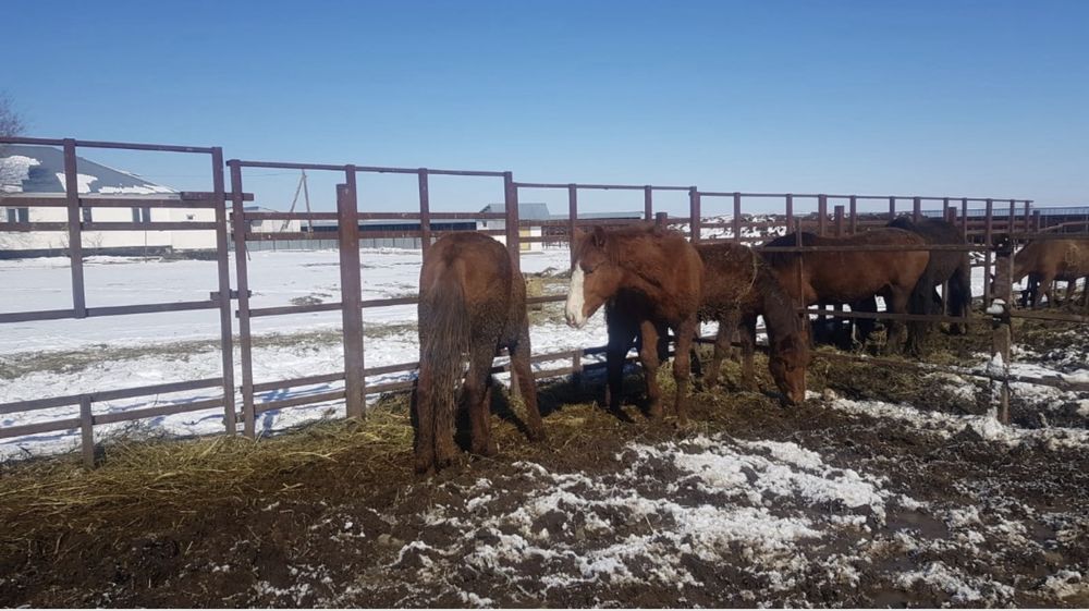 Продам лошадей срочно