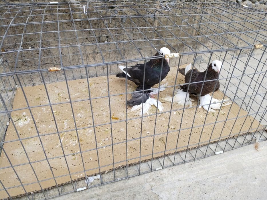 Голуби пара албаши