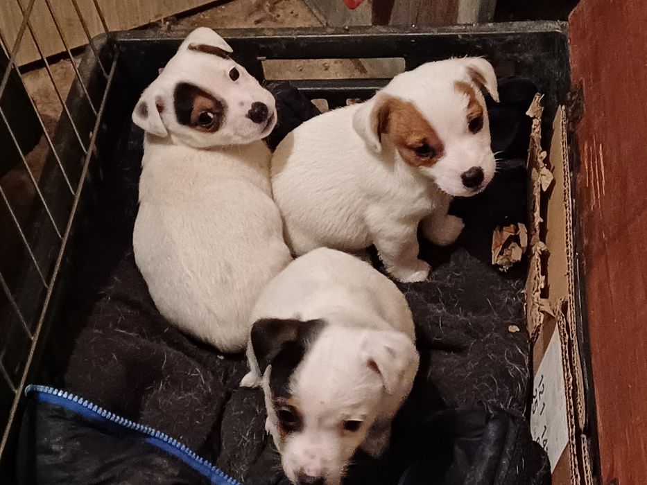 Джак  Ръсели  -мини