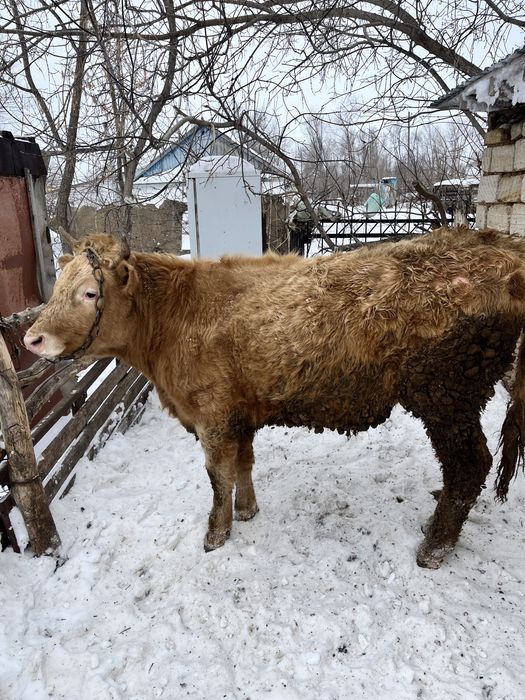 Өгіздер сатылады