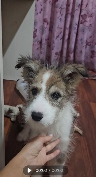 Отдам щенка 2 ,5 месяца