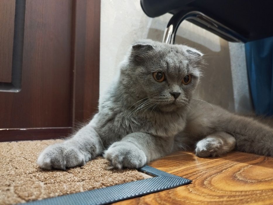 Шотландский Фолд Хайленд - Scottish Fold