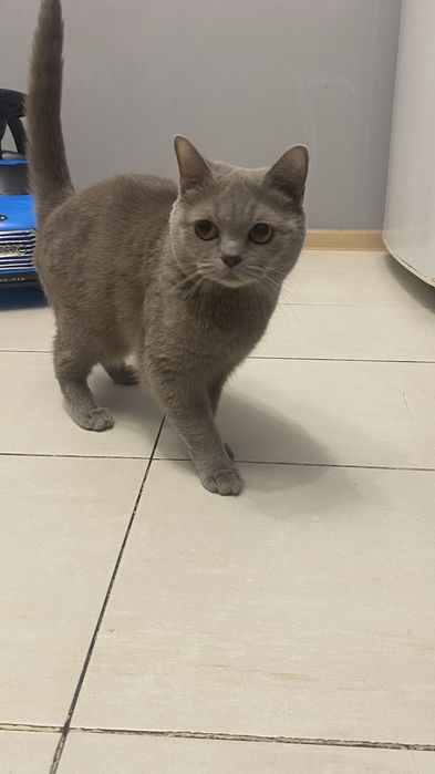 Отдам кошку в добрые руки