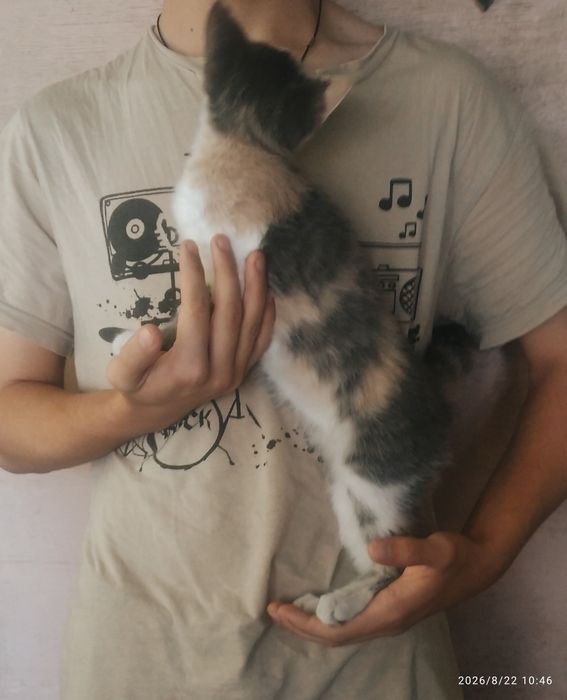 Котенок трехцветка