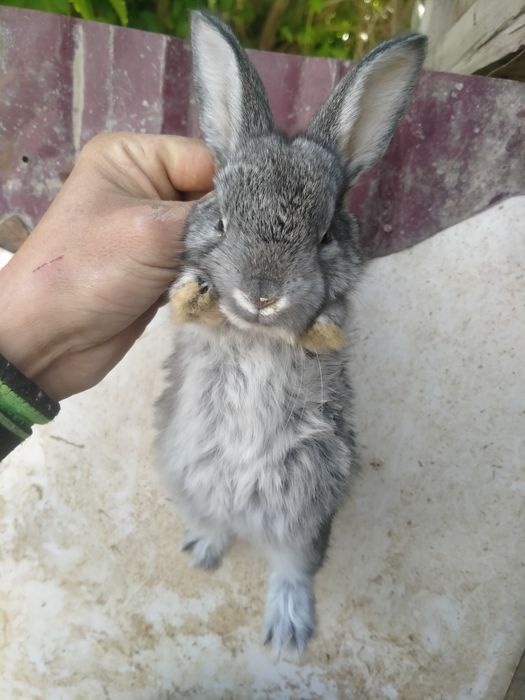 Продам кролят кушают всё