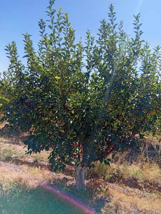 Яблоневый сад - готовый бизнес