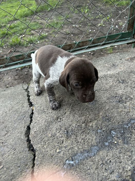 Продам щенков курцхаара