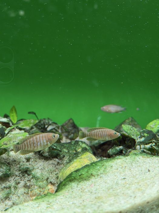 Neolamprologus Multifas