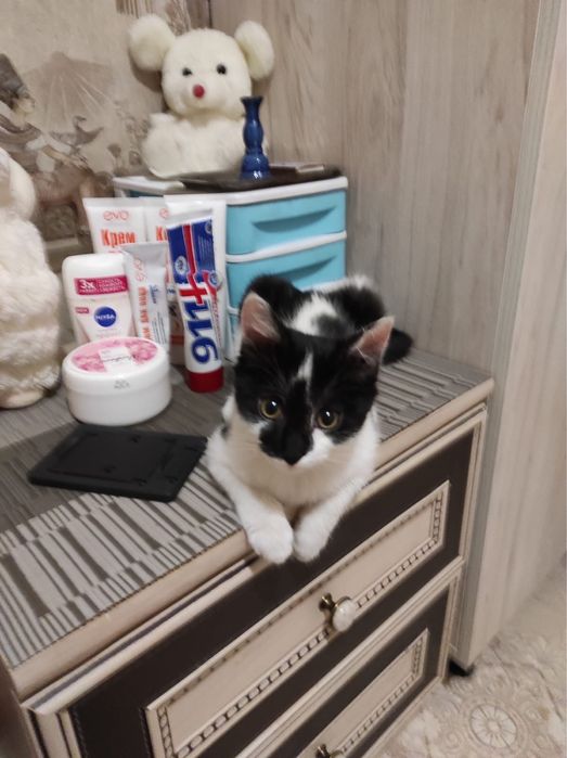 Домашний необычный котенок