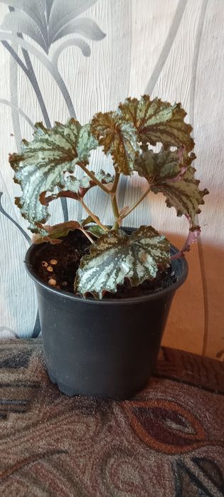 Продам цветы комнатные