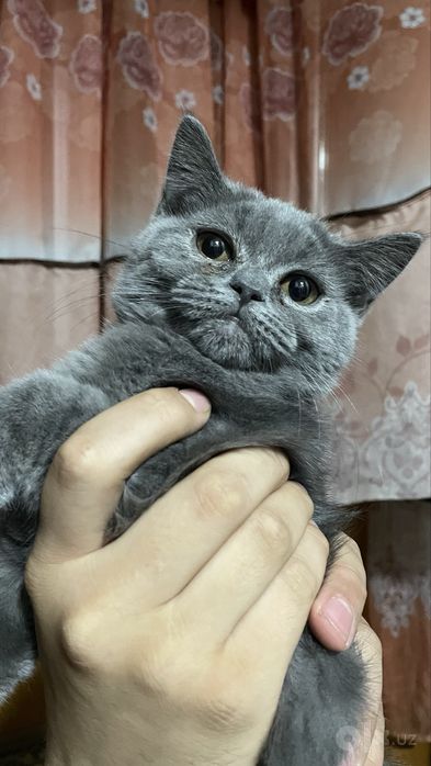 Котики скотиш фолд и скотиш страйд