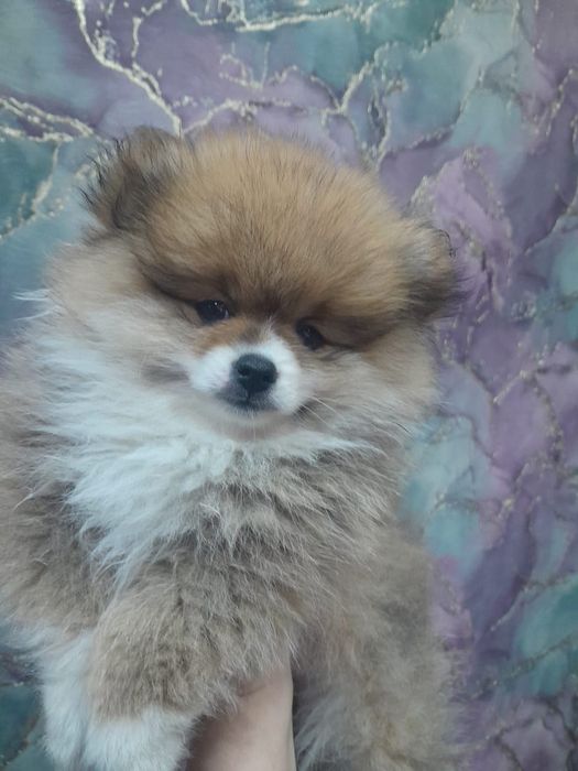 Померанский шпиц