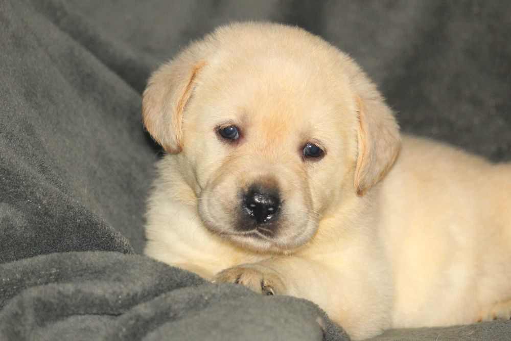 pui labrador calitate deosebita