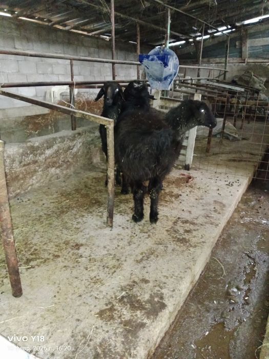 Қойдар сатамын .