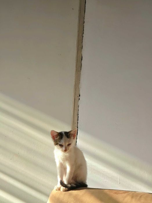 3 Новородени Котета