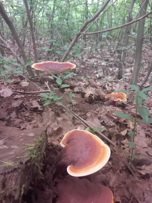 coada curcanului si ganoderma reishi