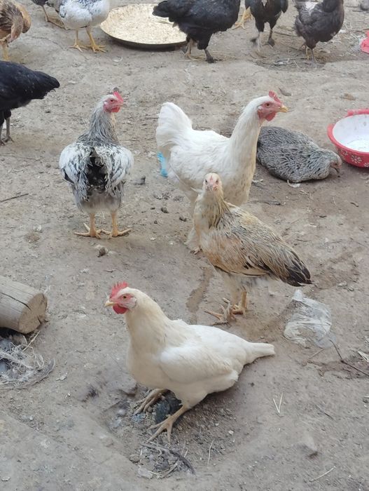 Gʻozlar,ordeklar va tovuqlar