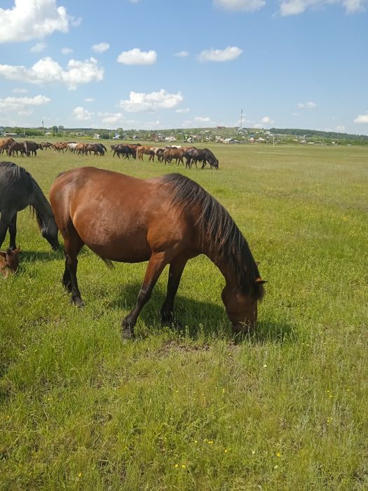 Продам кабыл и тайчиков