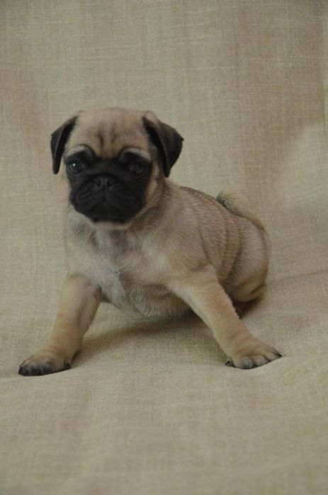 Продам шикарных щенков мопса