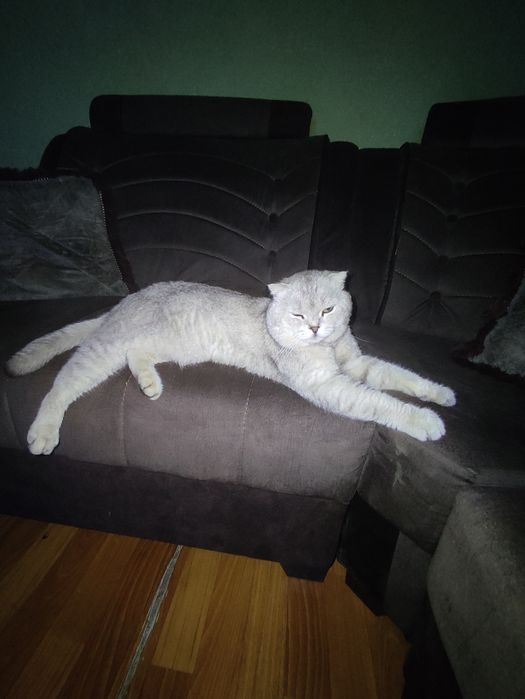 Кот на вязку           .