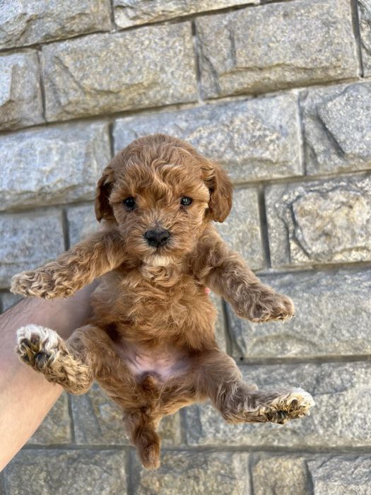 Той Пудрлчета ‘Мини