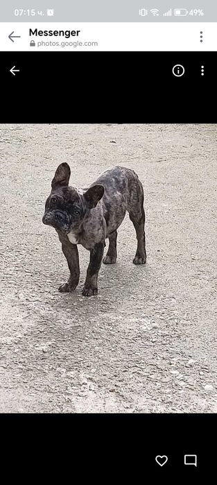 Френски булдог-Мерле