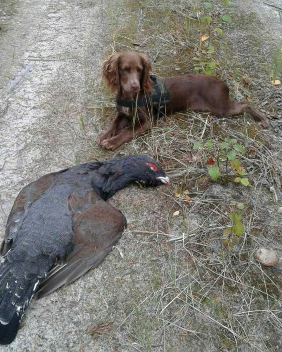 Русский Охотничий Спаниель