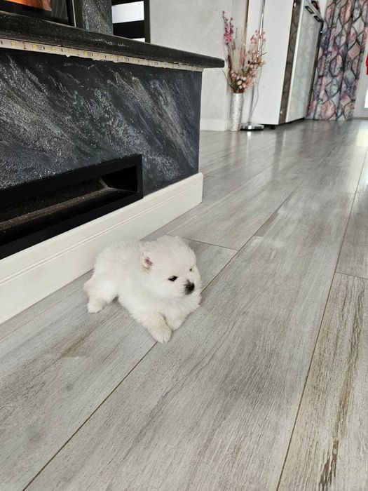 Pomeranian de vânzare