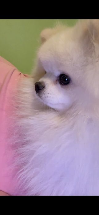 Малый шпиц померанский. Вязка кабель