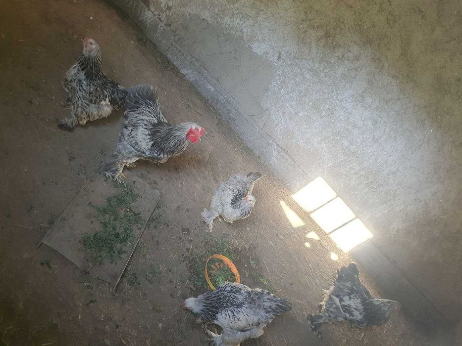 Svetliy brama tuhumlari sotiladi
