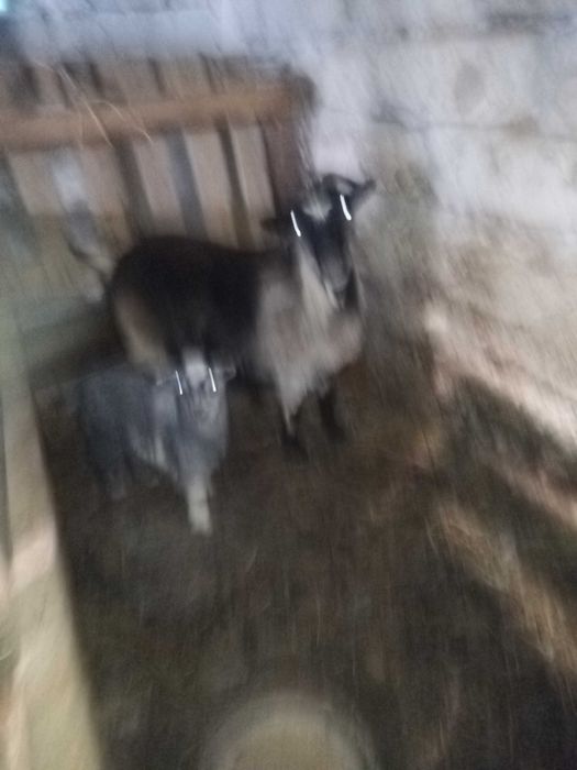 Продам козу с козленком