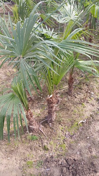 Gul palma oborip ekberamiz