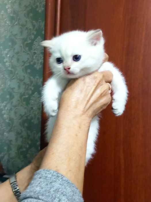 Британский золотой тебби пойнт