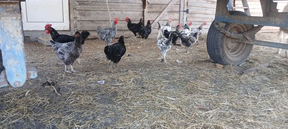Cocoși  de 4 luni
