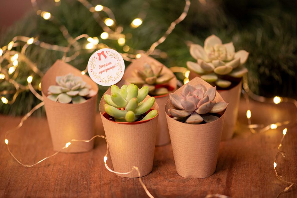 живи подаръчета за събития