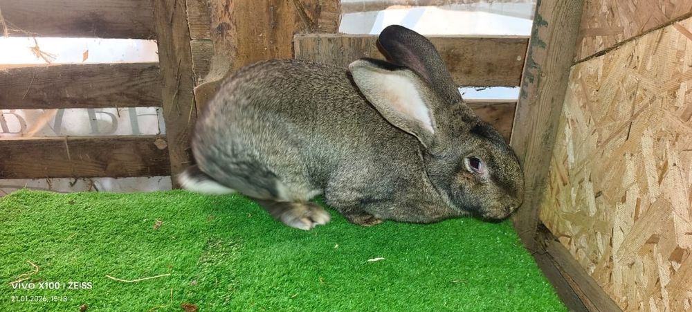 кралиха фландер р