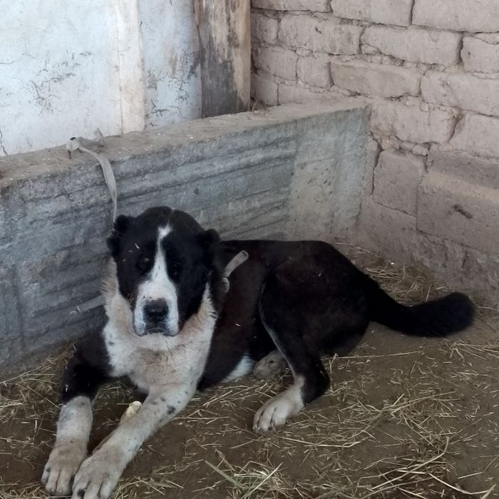 Alabay it sotiladi urgʻochi itla bulsa qushishnixam iloji bo