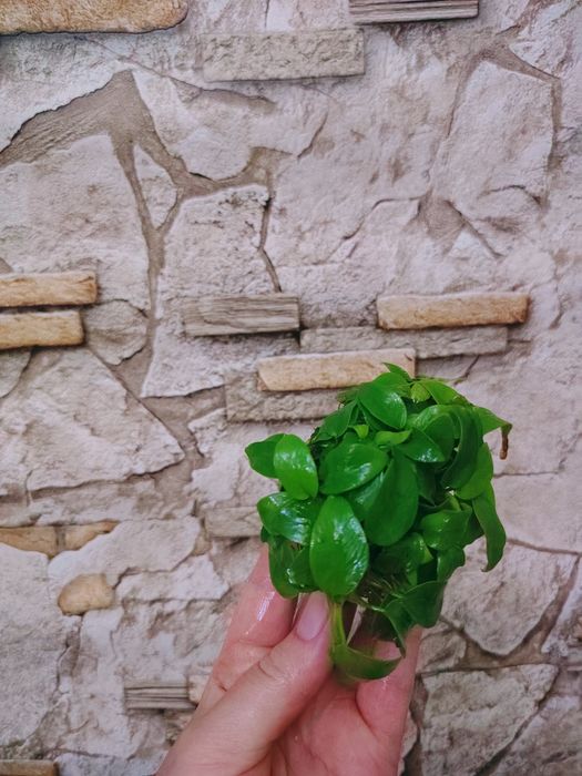 Анубиас нана  Anubias nana 'Petite' аквариумные растения.